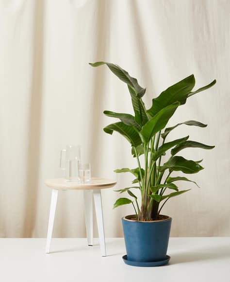Buy Potted Bird of Paradise Indoor Plant |