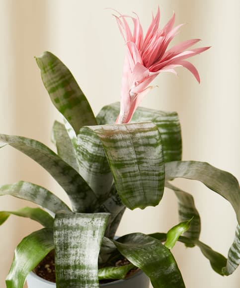 videnskabsmand arm Anzai Buy Potted Bromeliad Aechmea Pink Indoor Plant | Bloomscape
