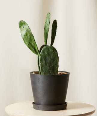 Buy Bloomscape Potted Prickly Pear Cactus