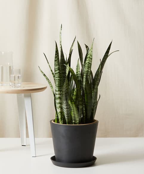 Buy Bloomscape Potted Sansevieria