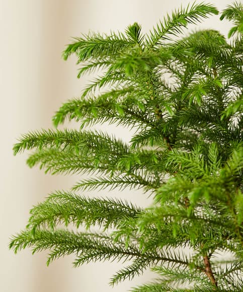 Buy Bloomscape Potted Tabletop Norfolk Pine