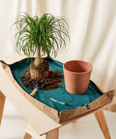 Bloomscape Large Potting Tarp folded open with a Ponytail Palm and Clay Ecopot for repotting