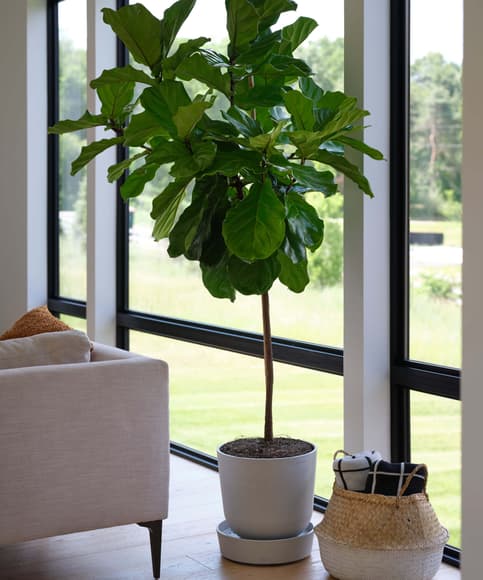 Potted Fiddle Leaf Tree Indoor Plant | Bloomscape