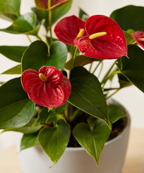 Buy Potted Anthurium Red Indoor Bloomscape