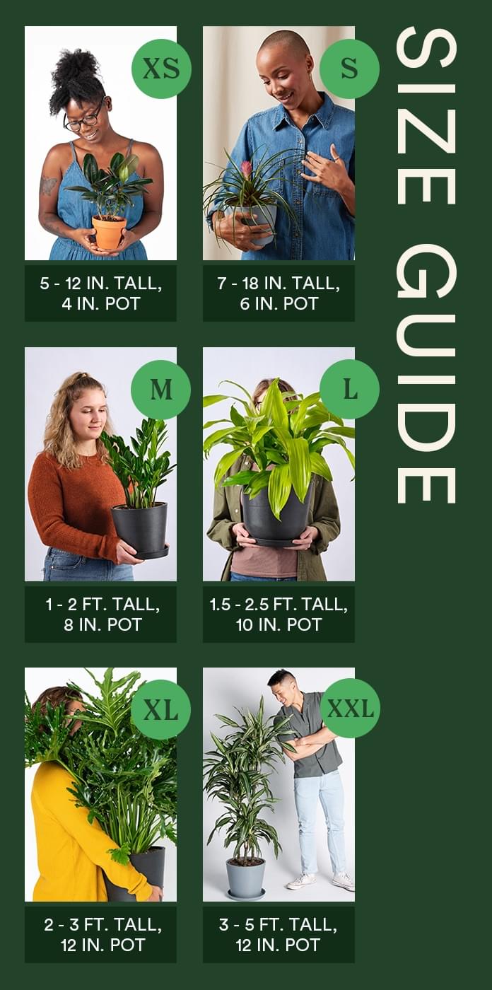 Sizes of Bloomscape plants can be seen on individual product pages.