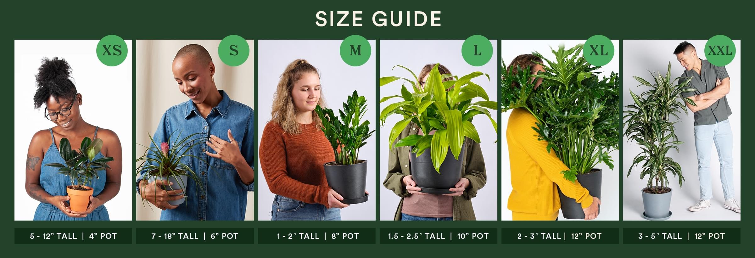 Indoor Plant Pot Size Guide at Josephine Parks blog