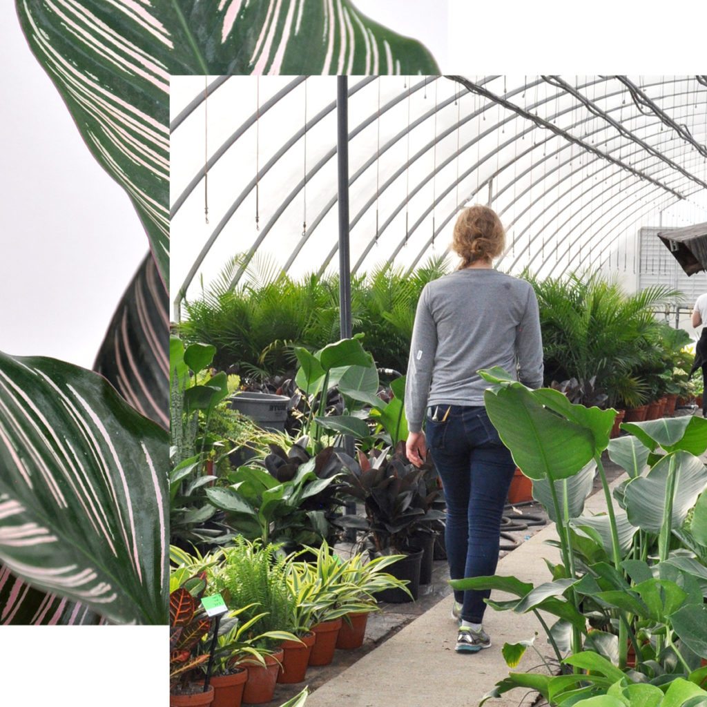 Buy Potted Zenzi Plant | Bloomscape