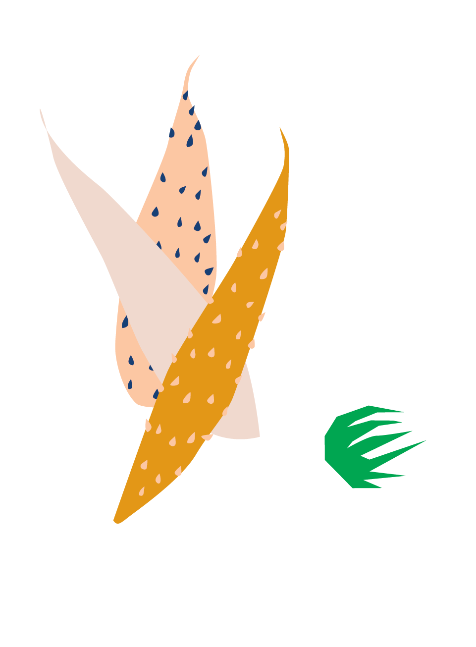 Bird of Paradise Bird of Paradise