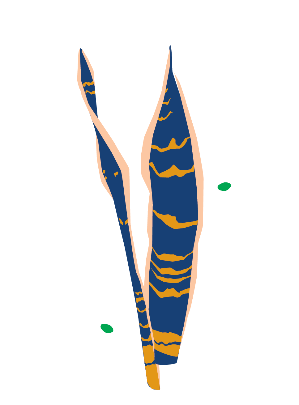 Bird of Paradise Bird of Paradise