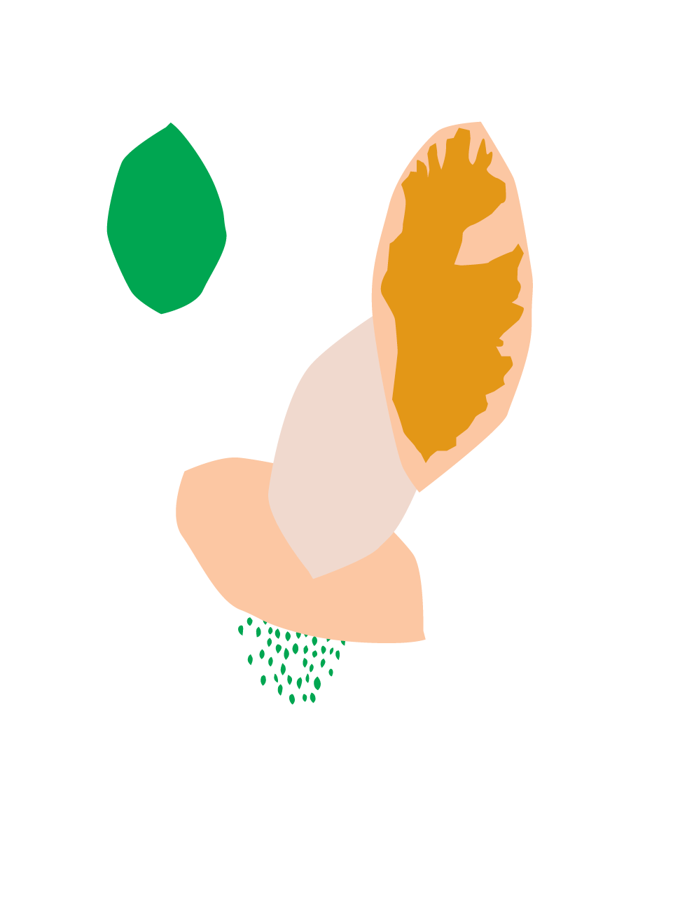 Bird of Paradise Bird of Paradise
