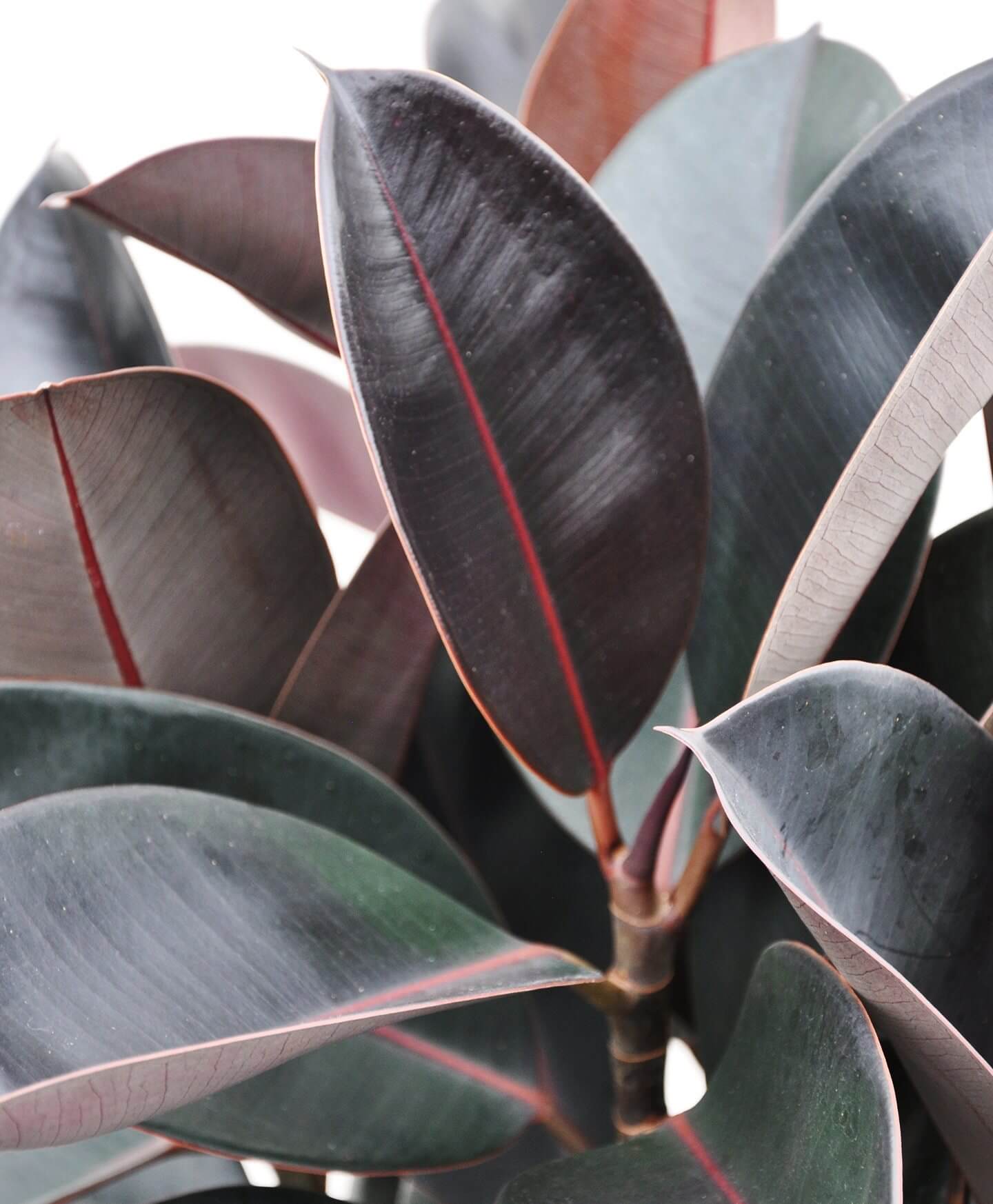 Buy Potted Bloomscape Burgundy Rubber Tree