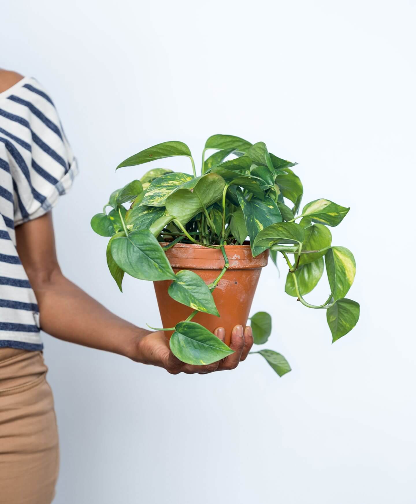 Buy Potted Golden Pothos Indoor Plant Bloomscape