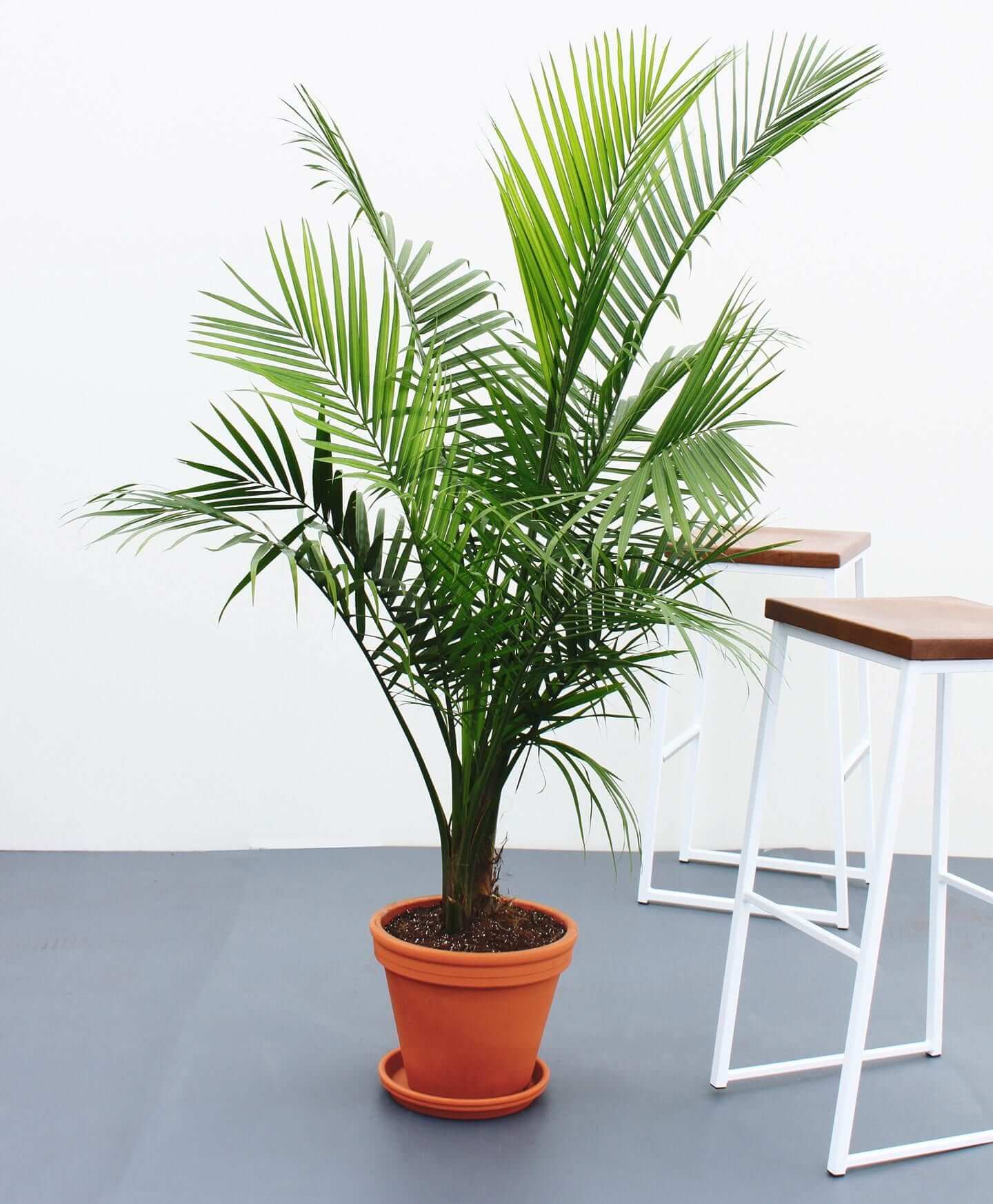 5 Easy Houseplants | Majesty Palm