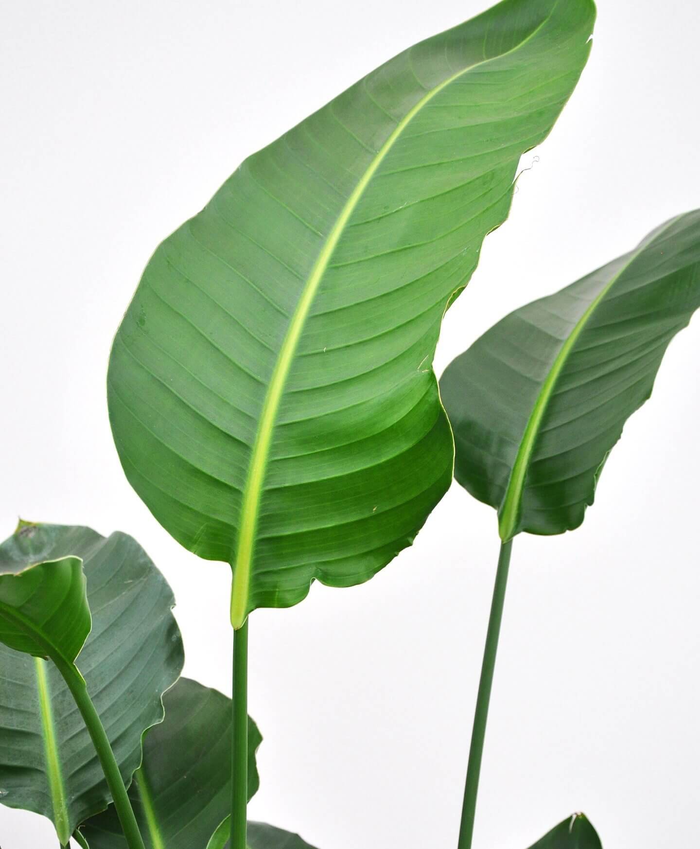 Bloomscape Bird of Paradise Foliage Bloomscape Bird of Paradise Foliage