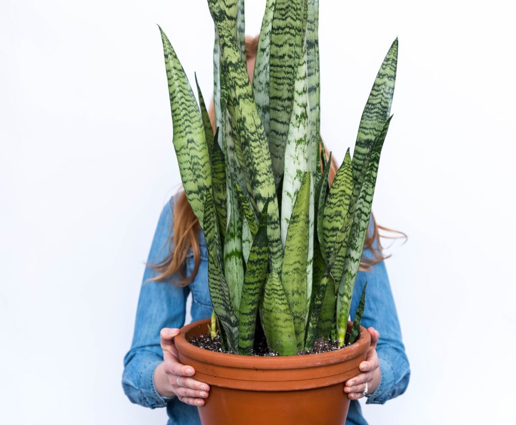 Indoor Plants To Clean Air | the best plants that clean indoor air bloomscape Indoor Plants To Clean Air | the best plants that clean indoor air bloomscape