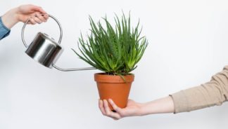 how to water indoor plants correctly