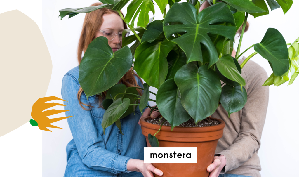 How to Grow Houseplants - Indoor Plant Care Search Midwest Living