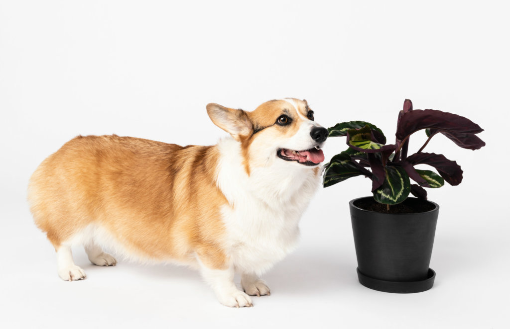 is ponytail palm toxic to dogs