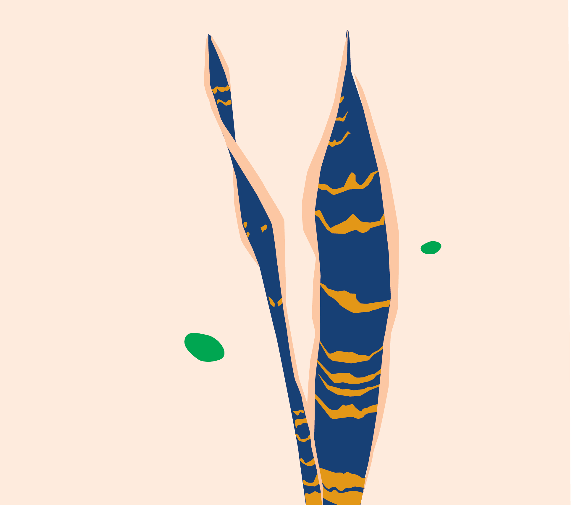 bloomscape care for a sansevieria