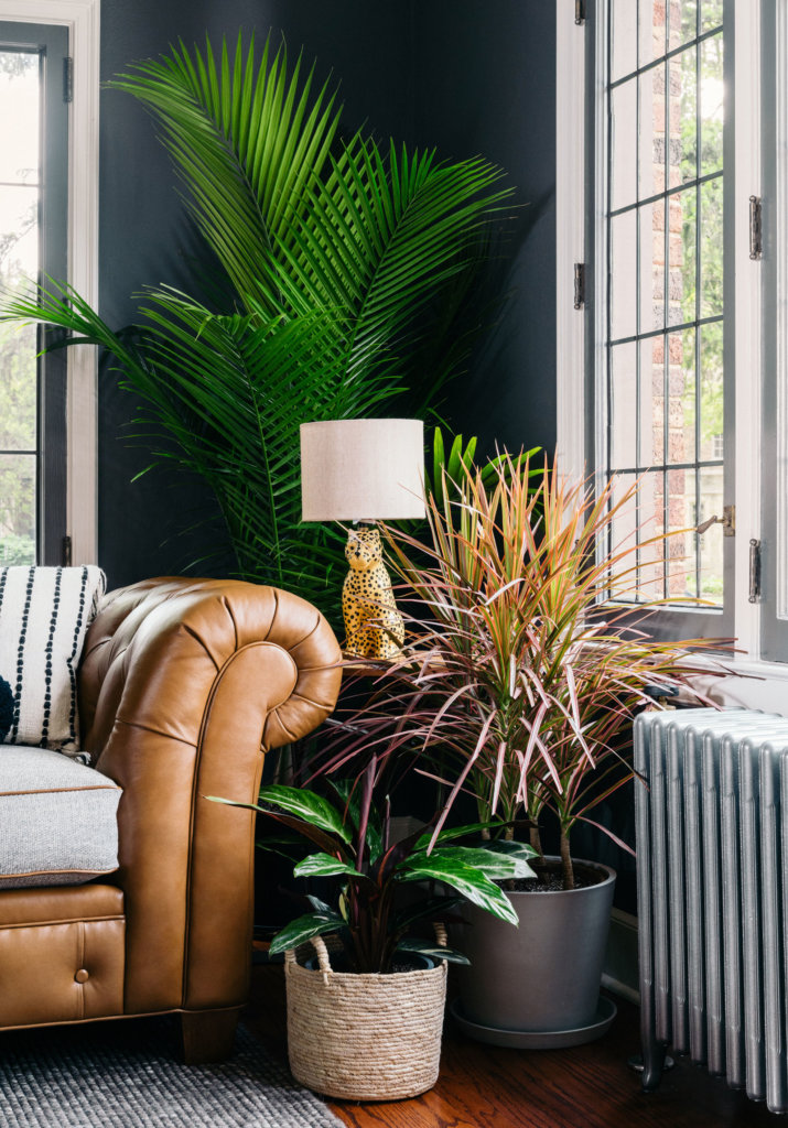 Best Plants for Apartments, Bloomscape