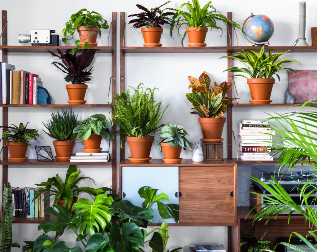 best plants for apartments