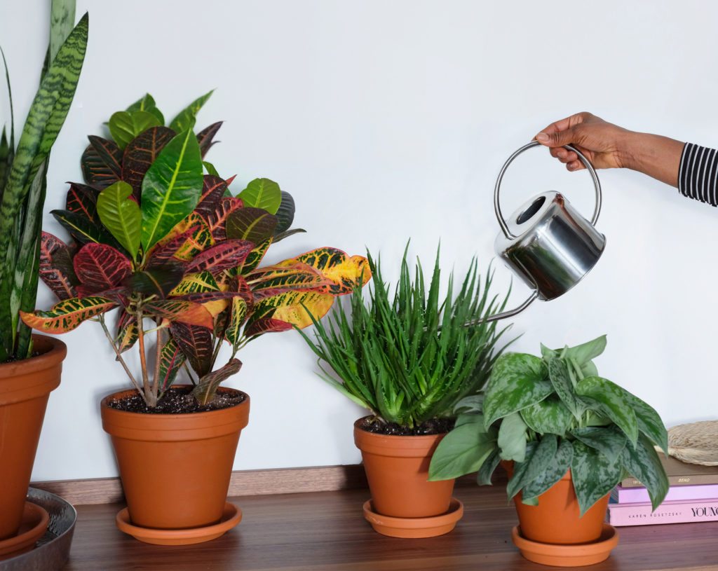 Create An Indoor Jungle Our Favorite Plants For Apartments Bloomscape Best Plants For Apartments