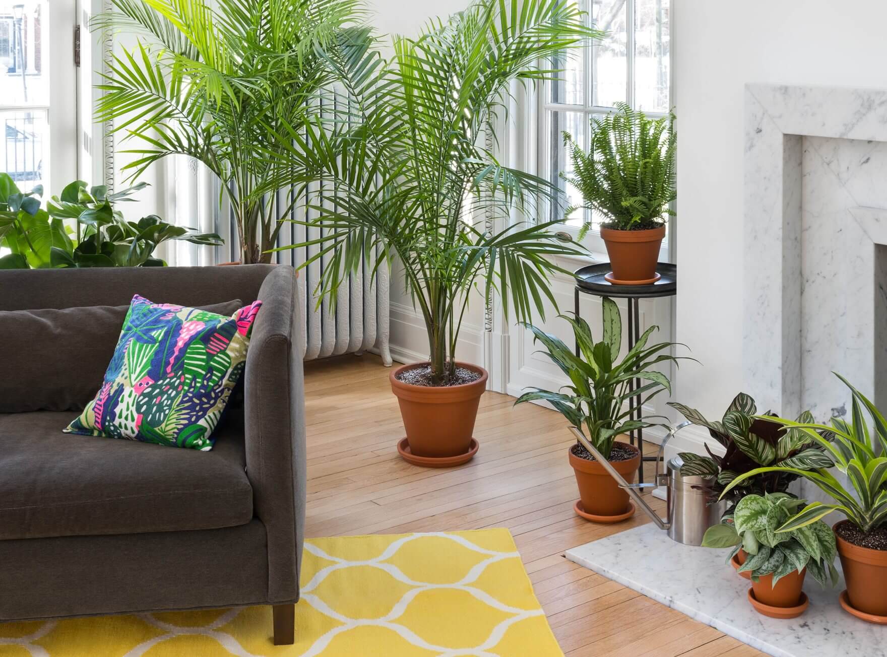 How to choose the best indoor plant for you Bloomscape