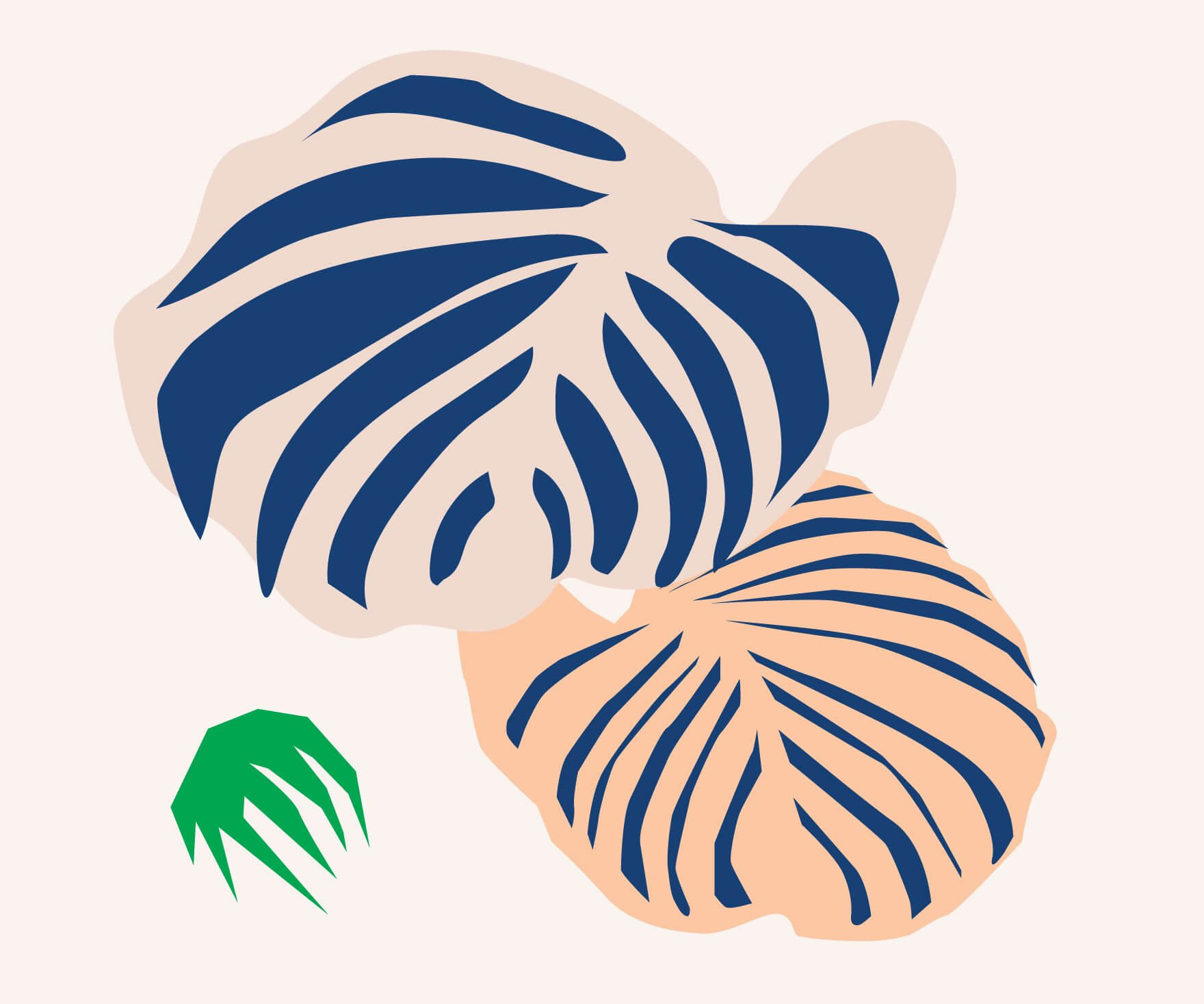 how to care for a calathea orbifolia
