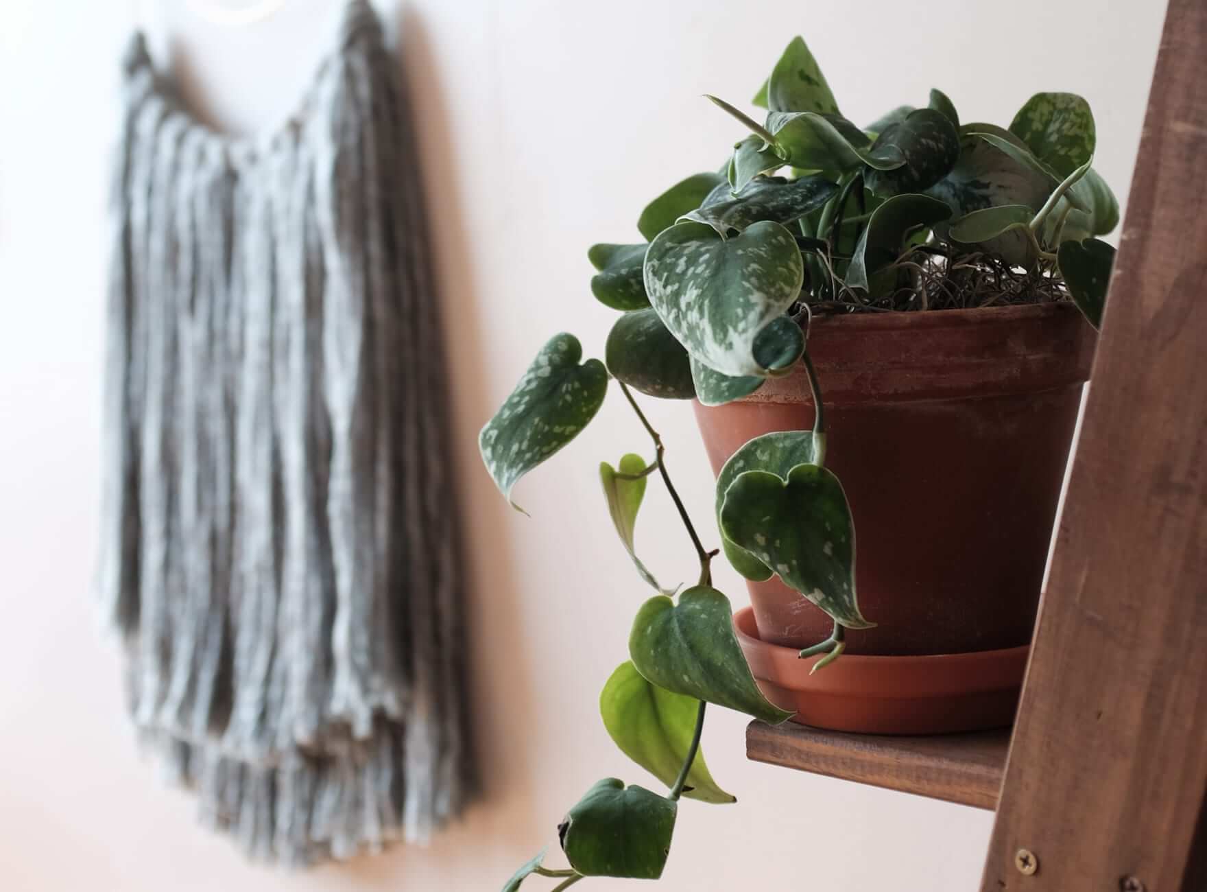 Shop Our Favorite Patterned Plants | Bloomscape