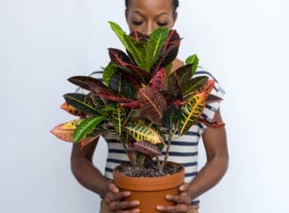 favorite patterned plants, croton petra