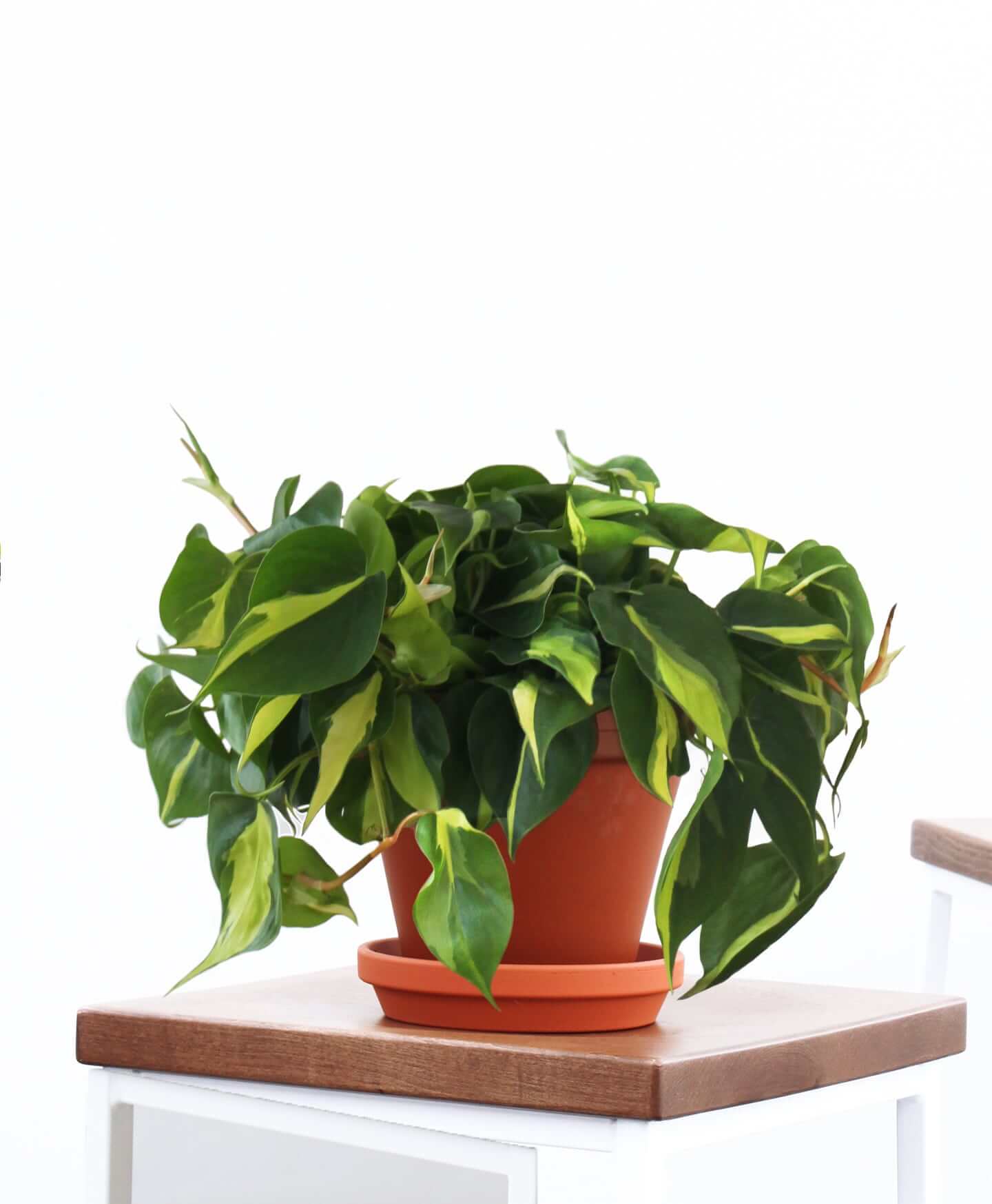 5 Easy Houseplants | Philodendron | Mass Over Matter