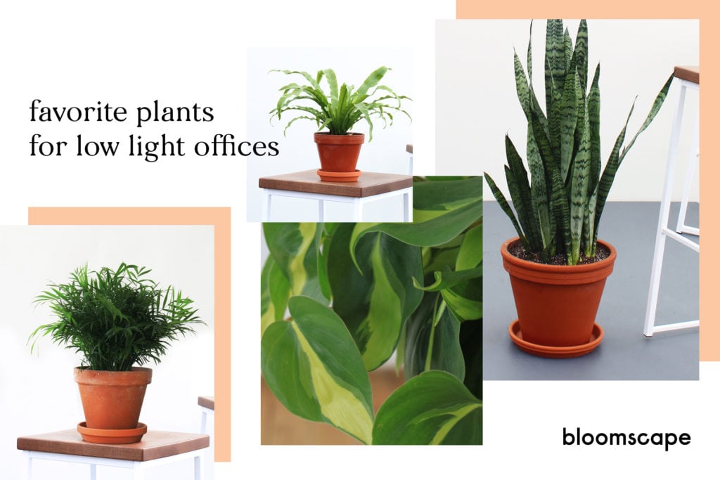 Advice from Plant Mom The Benefits of Plants in Offices