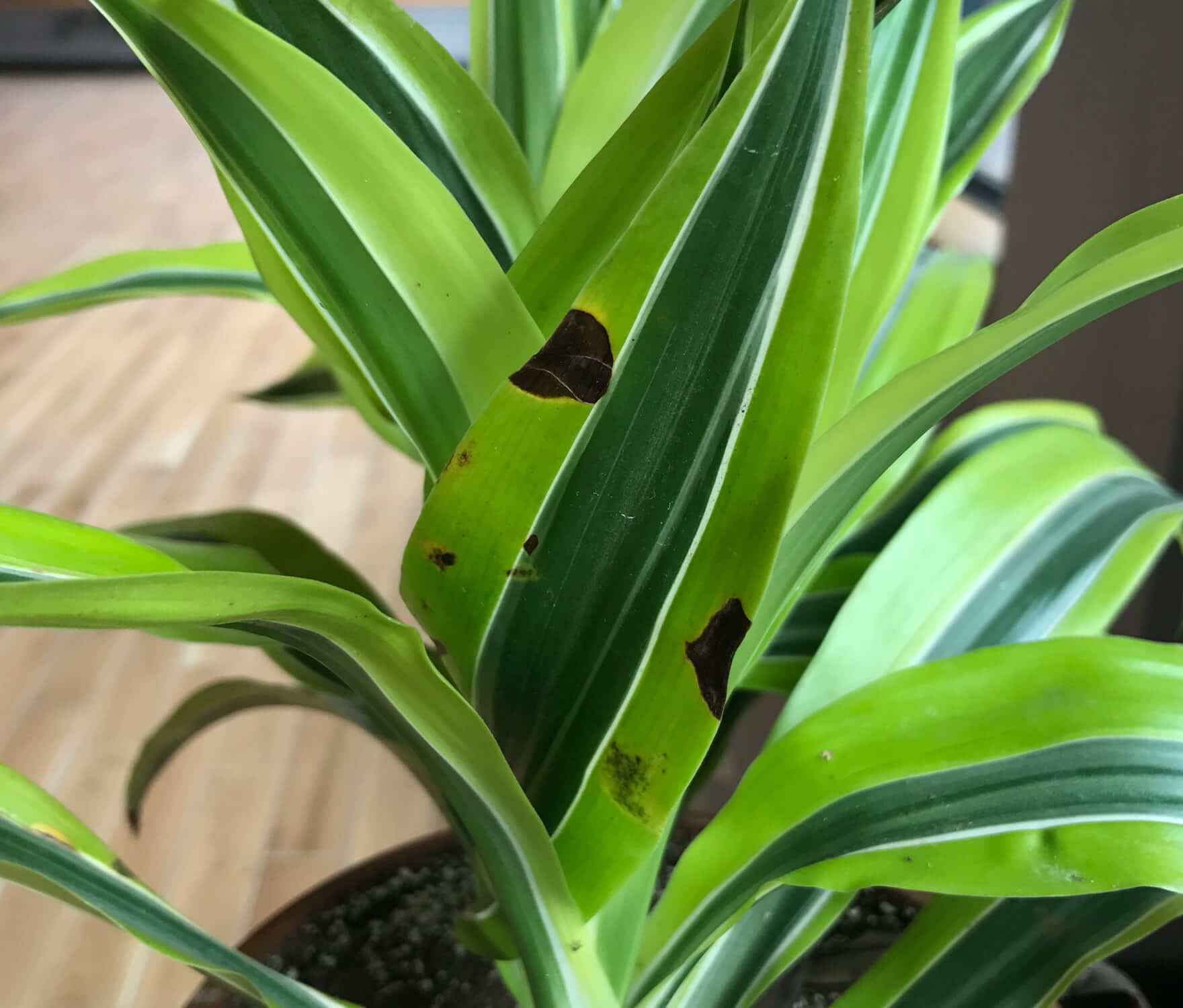 Houseplant Care: Brown Spots on My Dracaena? | Bloomscape