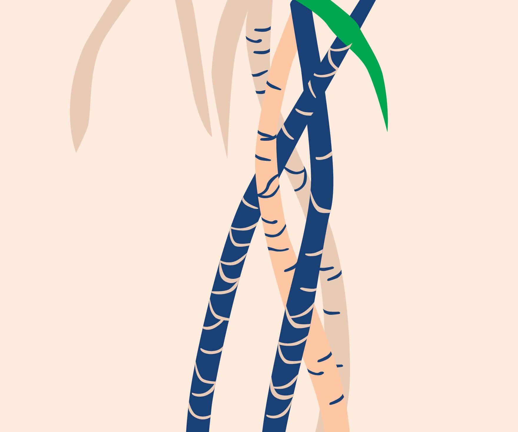 How to Care for a Dracaena Marginata Open Weave