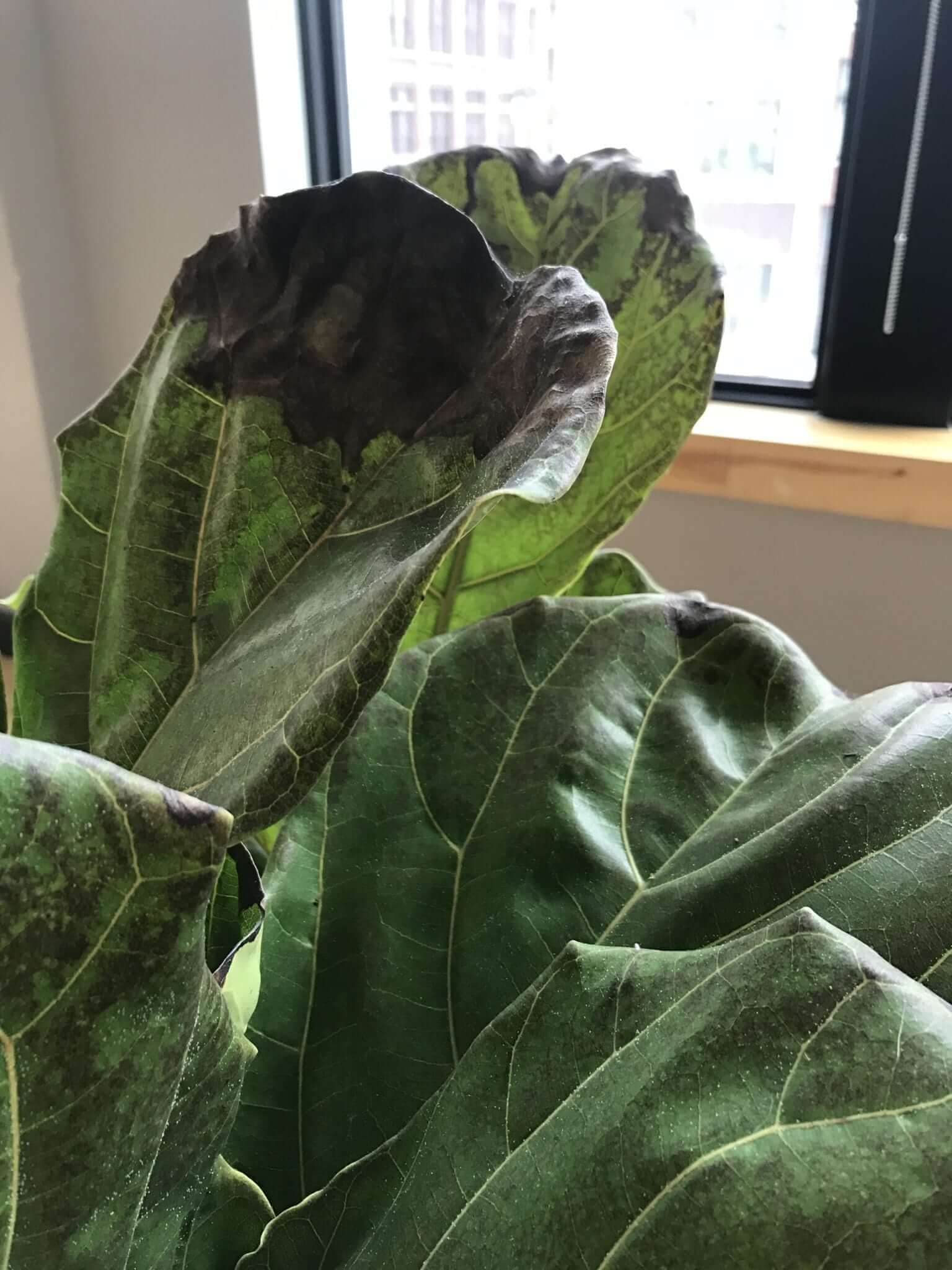 Why is my Fiddle Leaf Fig Growing Leaves at the Bottom?