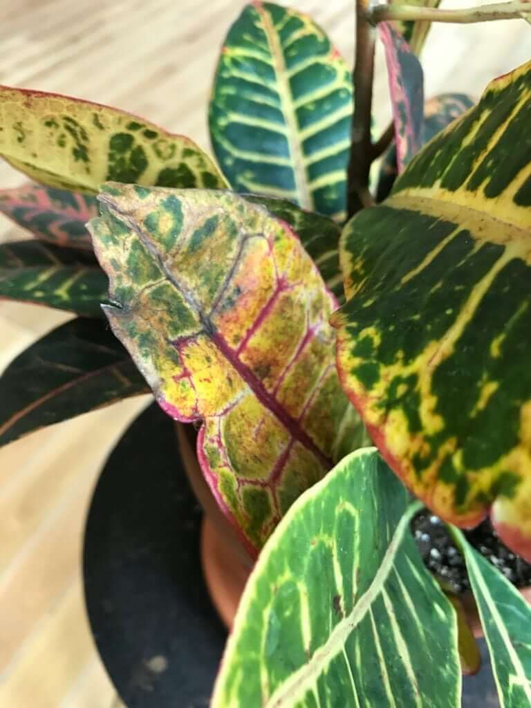 What's Wrong with My Croton Petra?'s Wrong with My Croton Petra?