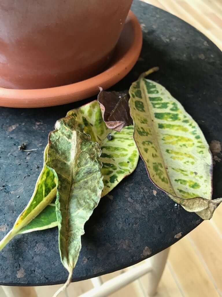What's Wrong with My Croton Petra?'s Wrong with My Croton Petra?