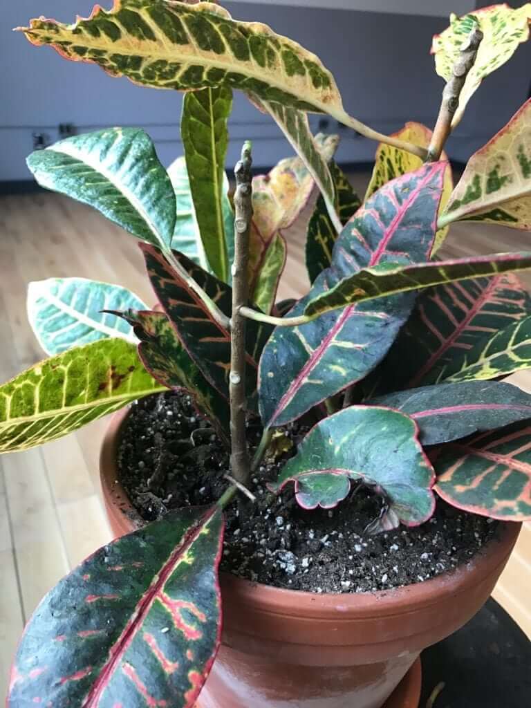 What's wrong with my Croton Petra?