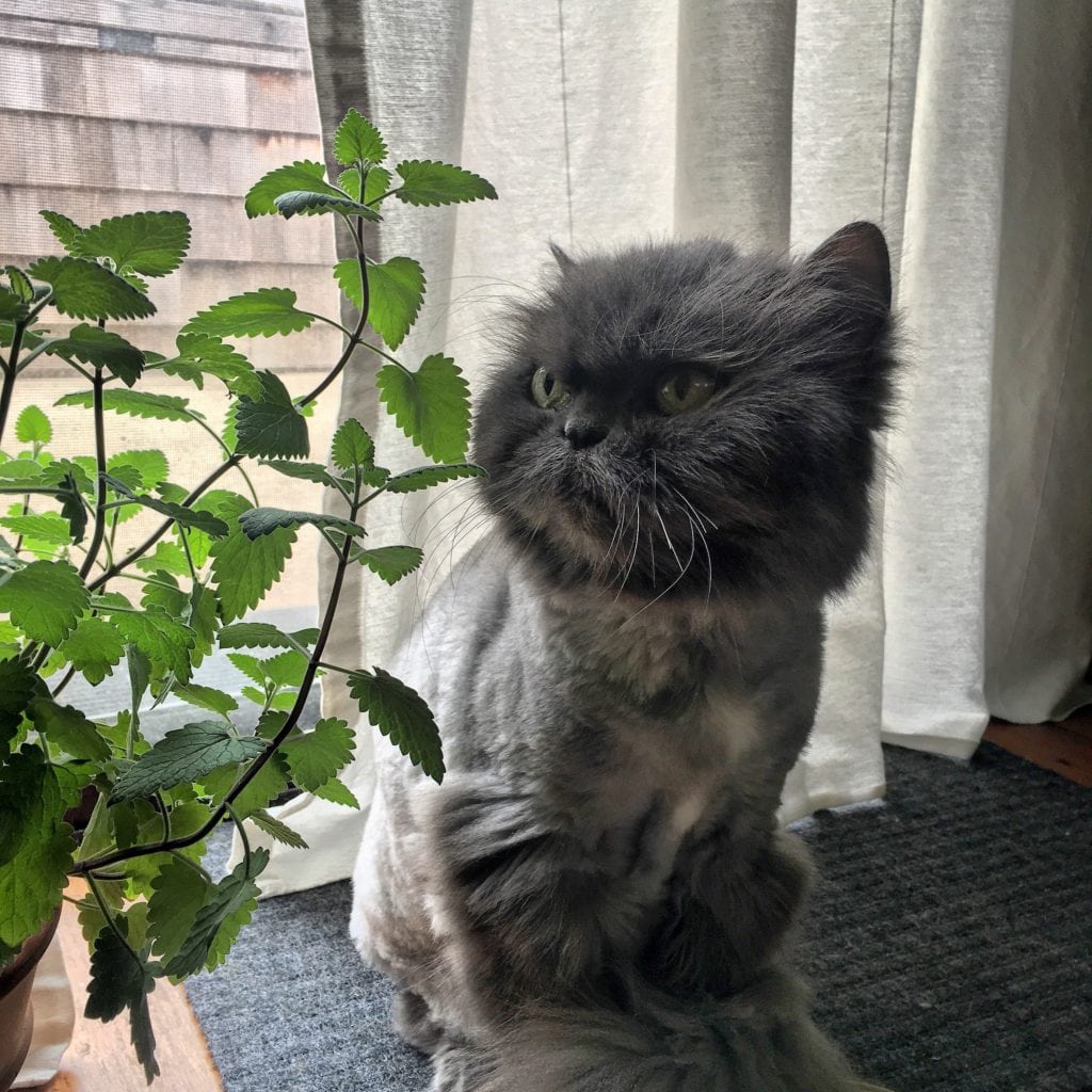 Plant-filled, Cat-Friendly Home