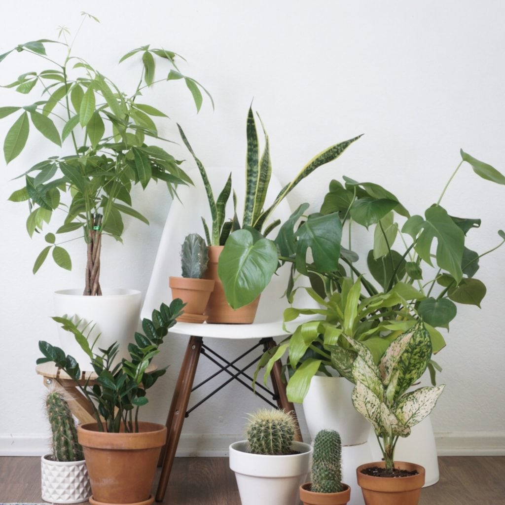 Plant Life Series: An Artist’s Minimal Bohemian Apartment in Los Angeles