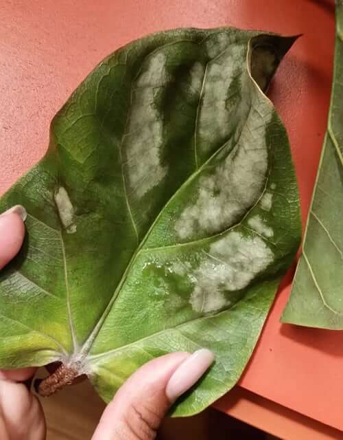 Sunburned Fiddle Leaf Fig