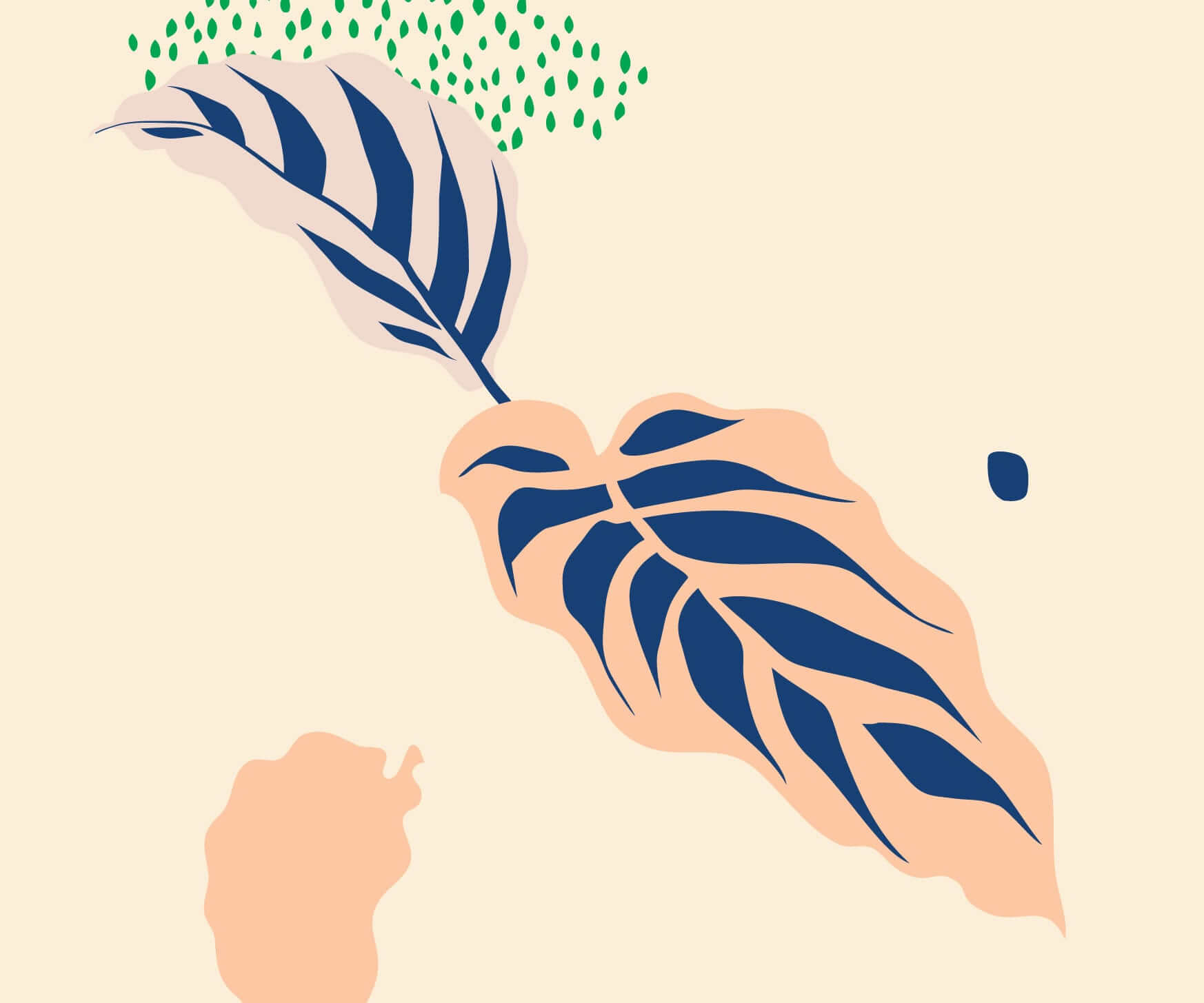 How to care for a calathea freddie plant