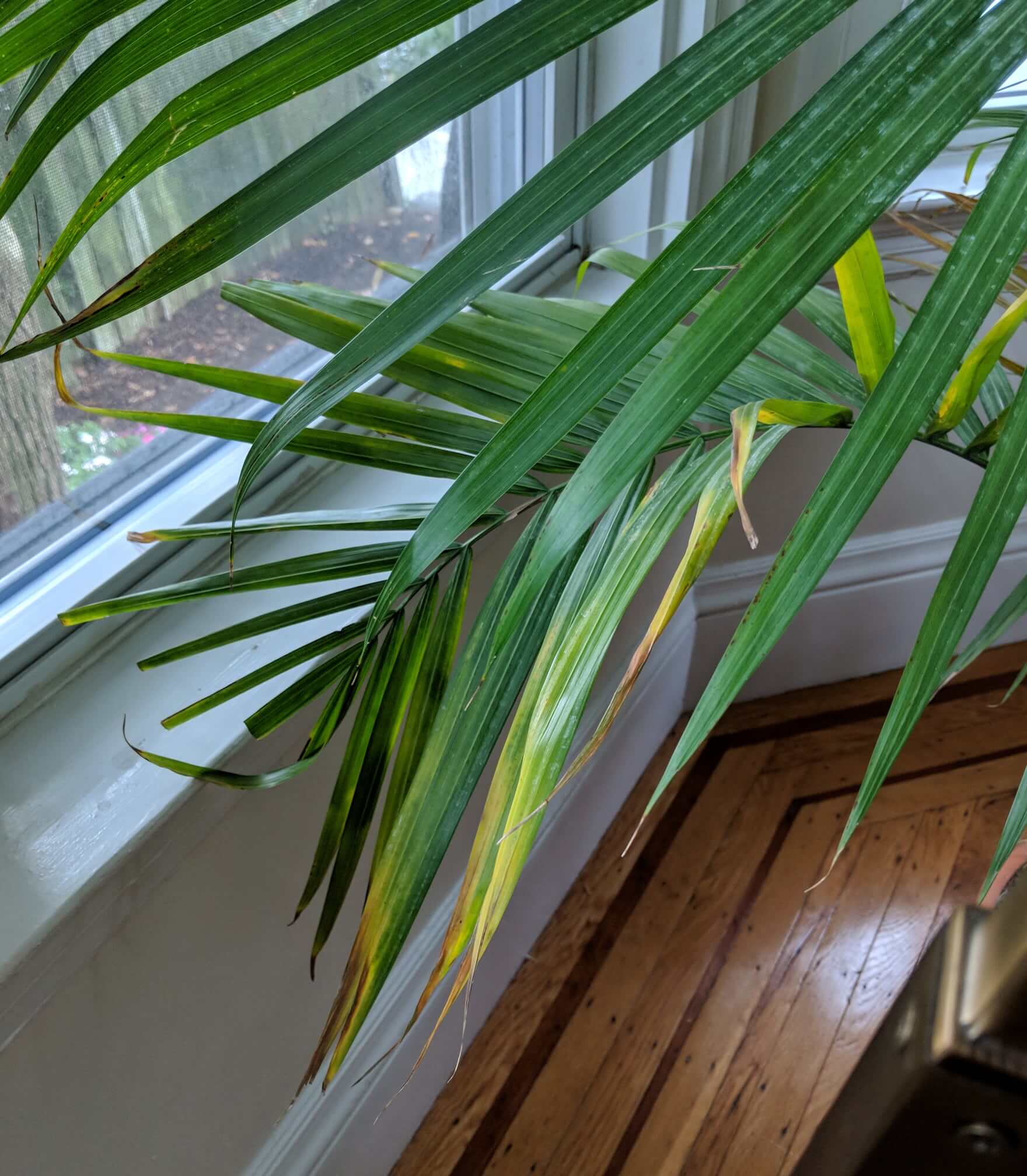 Majesty Palm Leaves Turning Brown: How to Revive Your Plants