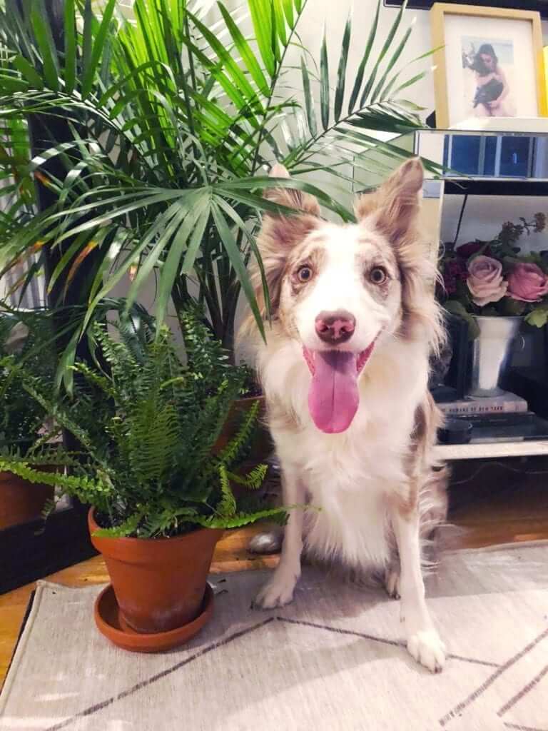 safe houseplants for cats and dogs