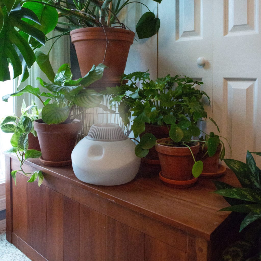 Humidité idéale pour les plantes d'intérieur