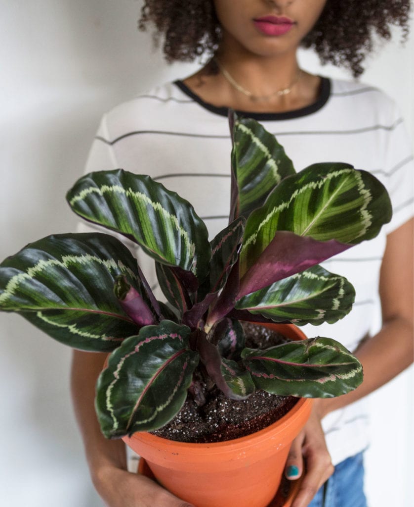 Buy Potted Calathea Medallion Indoor Plant
