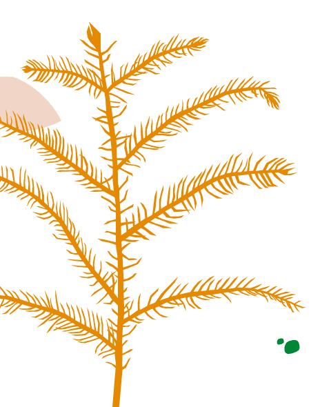 Buy Potted Norfolk Pine