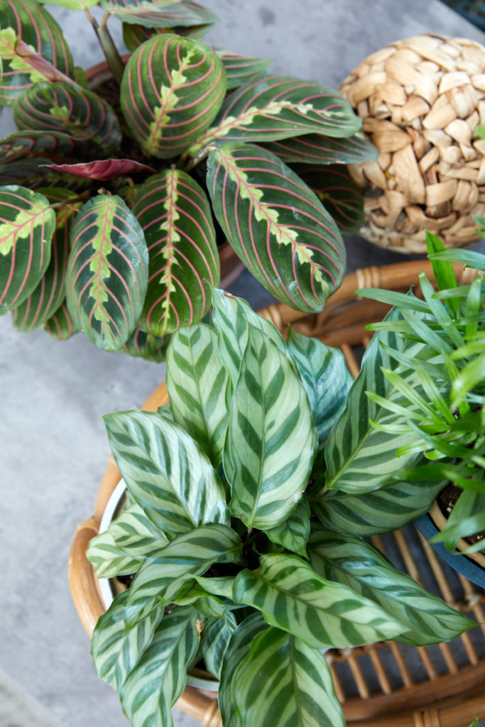 How to Increase the Humidity for Your Houseplants