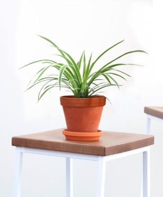 How Office Plants Lower Stress and Boost Focus | Bloomscape