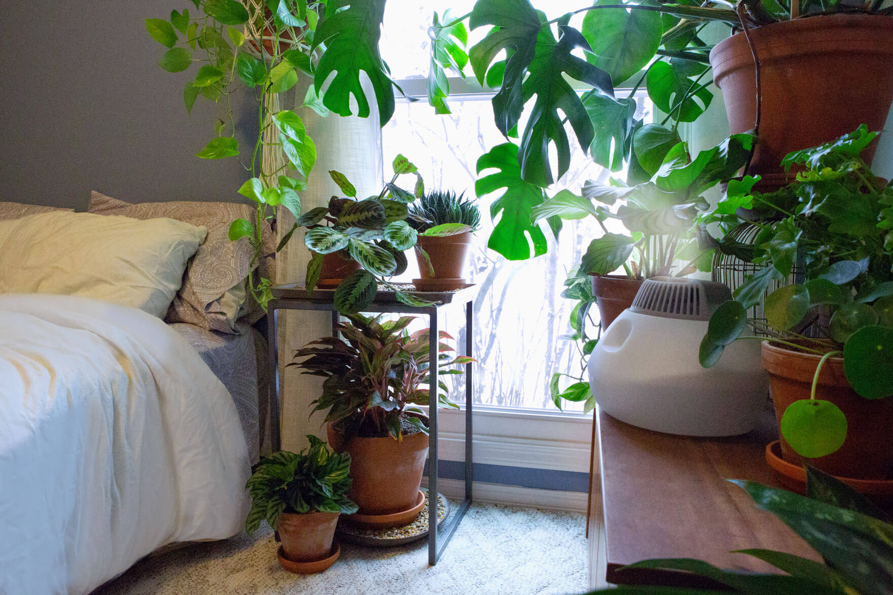 How to increase humidity for houseplants (without a humidifier